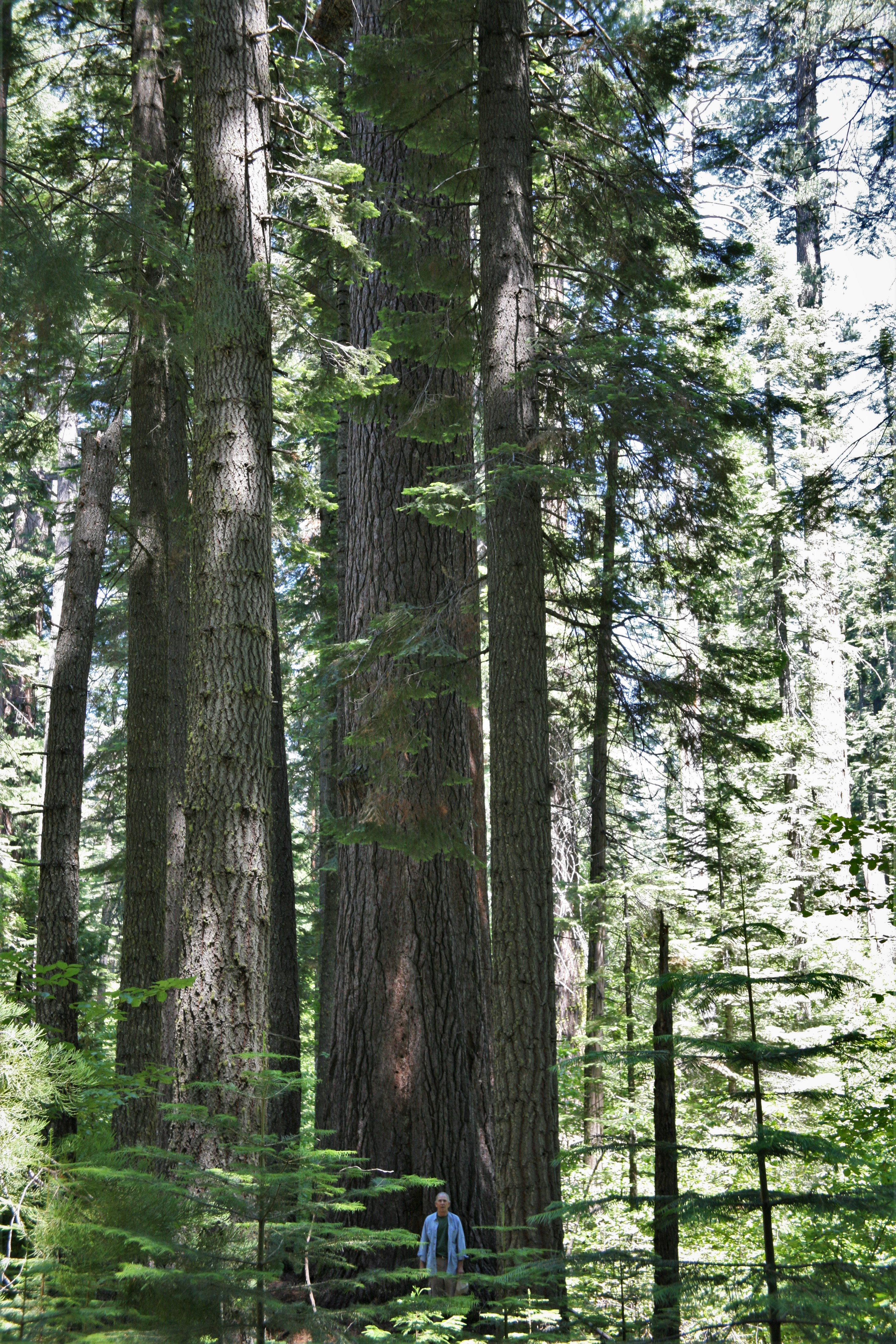 Pinus lambertiana